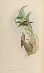 Phaethornis hispidus